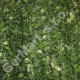 SOFT ILEX 2 (150cm x 300cm)